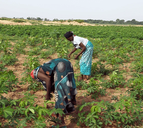 AGRICULTURE